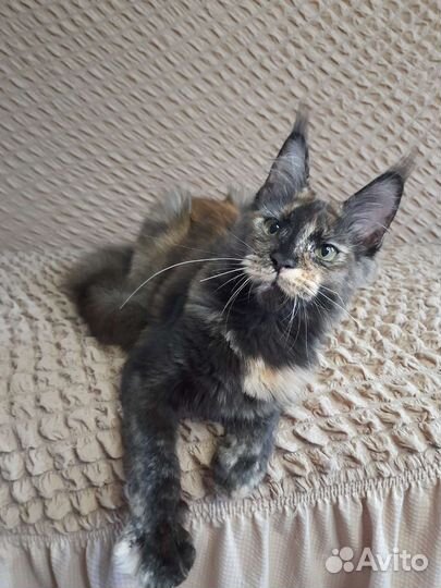 Котенок Мейн-кун