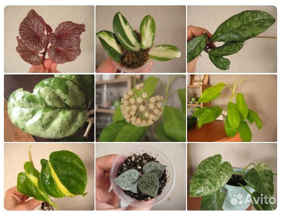 Неприхотливые виды для флорариумов