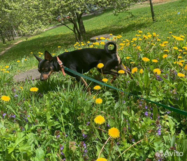 Кобель, вязка