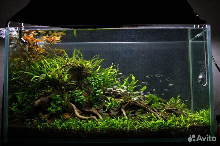 Оформление аквариума живыми растениями