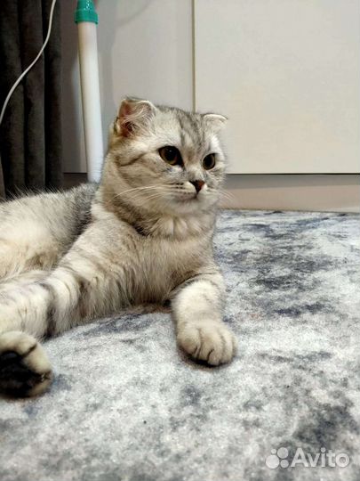 Шотландская вислоухая кошка бесплатно