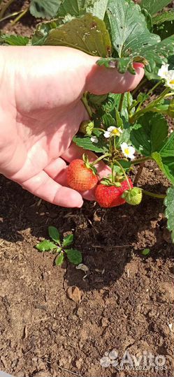 Саженцы ремонтантной клубники