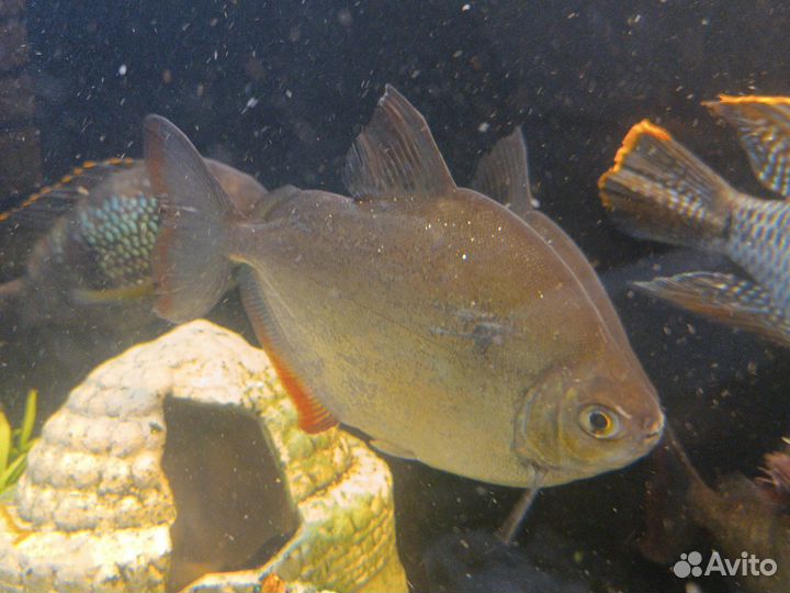 Аквариумные рыбки