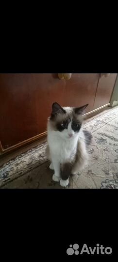 Милые котятки