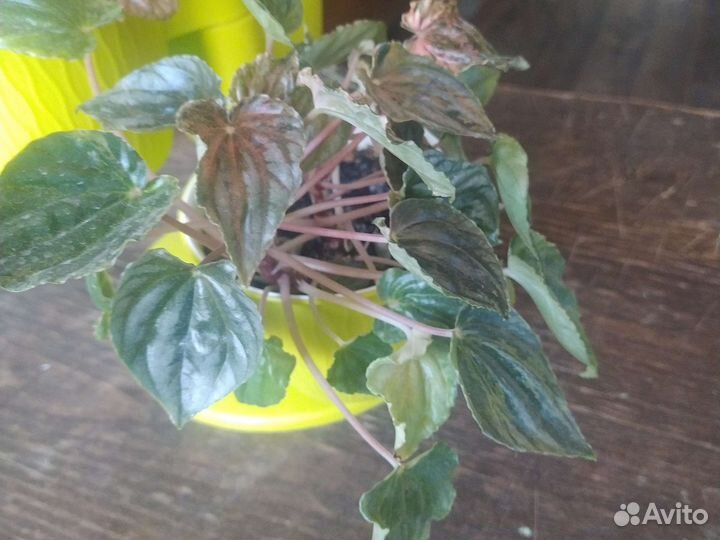 Пеперрмия сплеш