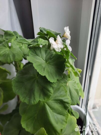 Домашние цветы