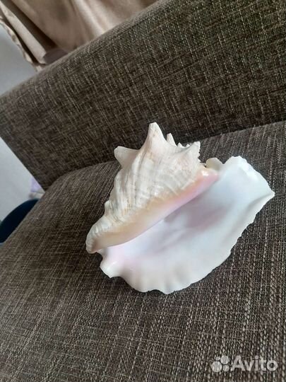 Морская раковина