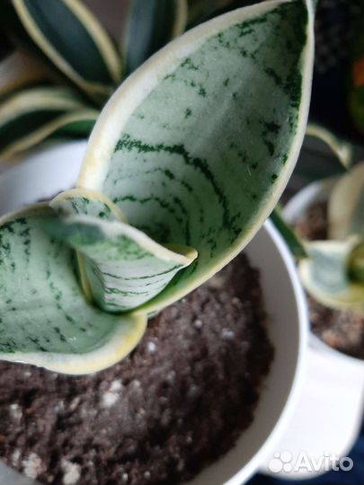 Сансевиерия ханни крем