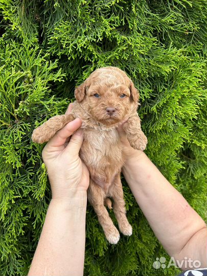 Австралийский Лабрадудль Мини