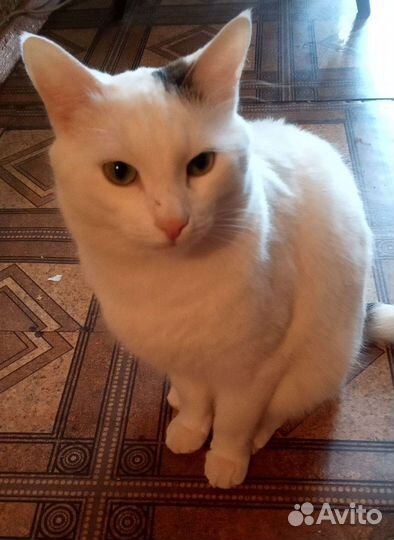 Кошка в дар