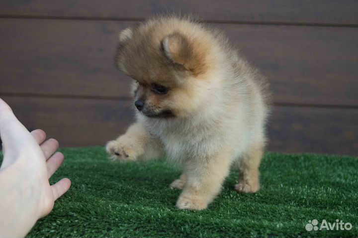 Девочка померанского шпица мини