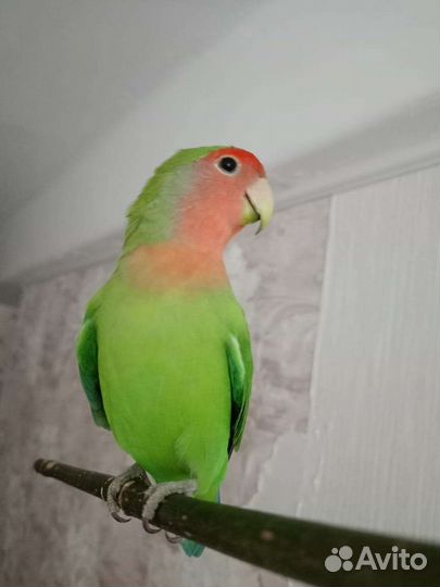 Попугай неразлучник с клеткой