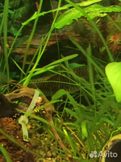 Отдам аквариумного слона