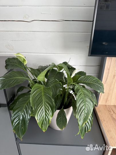 Спатифиллум