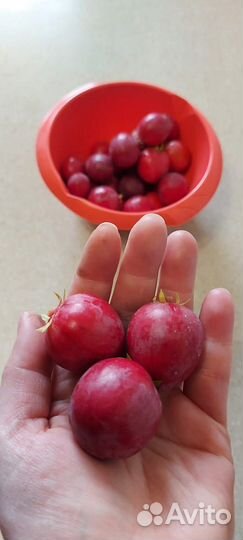 Карисса Грандифлора с плодом экзотика для дома