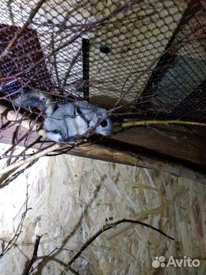 Момонга японская