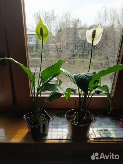 Спатифуллум, женское счастье