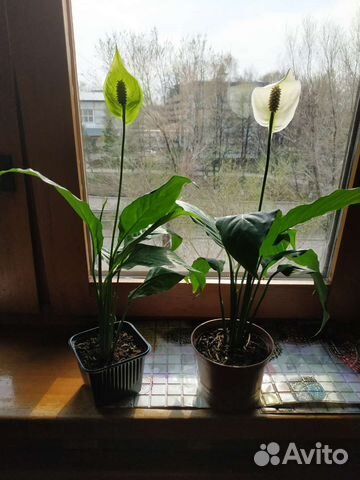 Спатифуллум, женское счастье