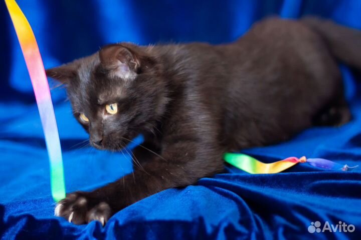 Котёнок Барон, 5 месяцев