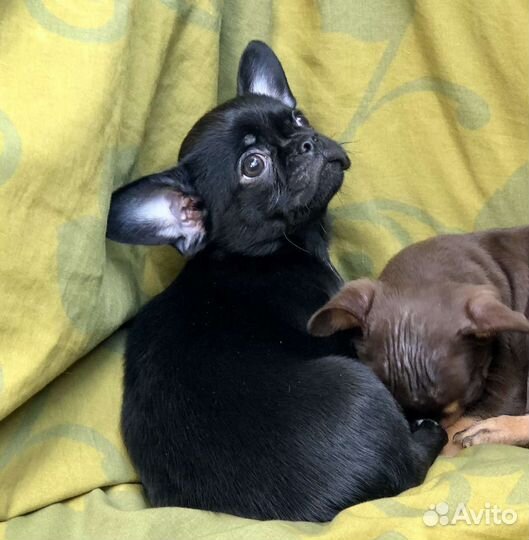 Щенки чихуахуа (первое обьявление)