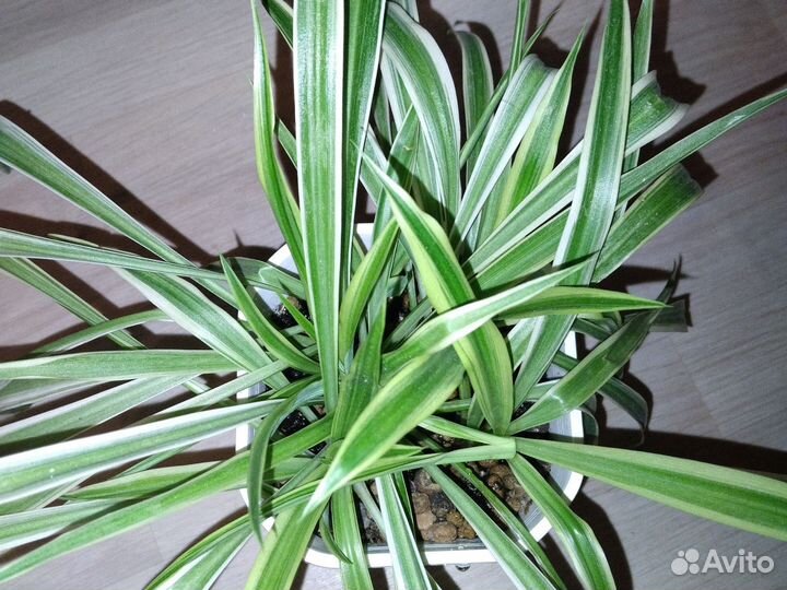 Хлорофитум лаксум