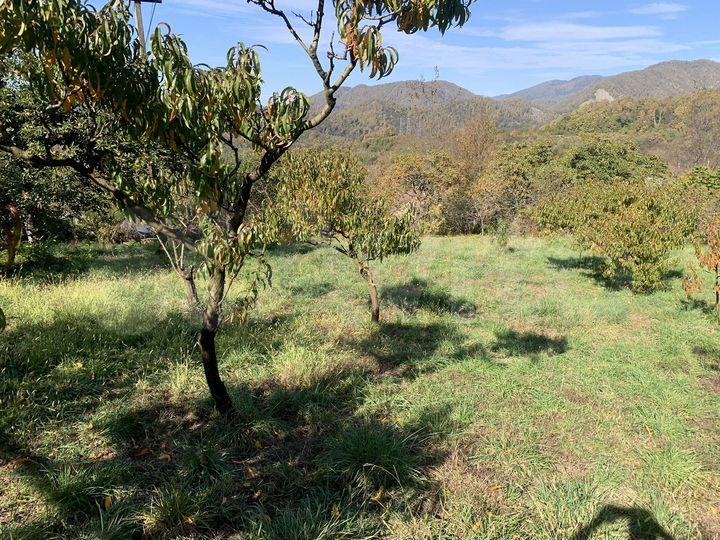 Участок 16 сот. (СНТ, ДНП)