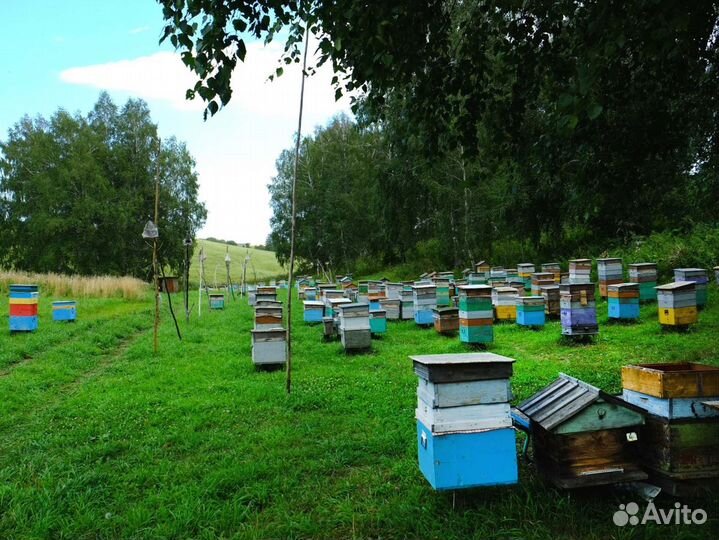 2024 Мёд натуральный алтайский опт