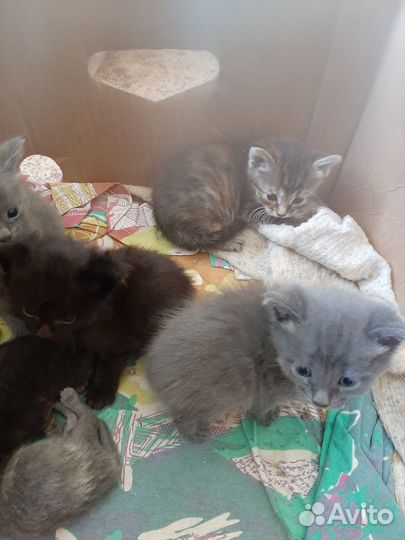 Отдам котят