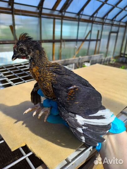 Бентамки карликовые куры