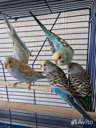 Волнистый попугай, неразлучники