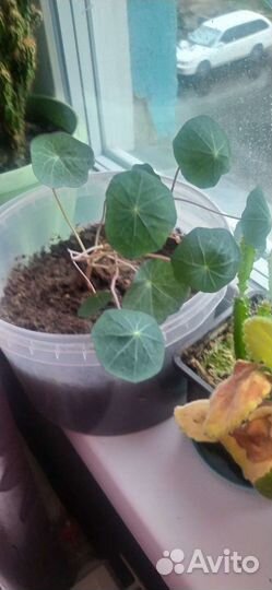 Комнатные цветы