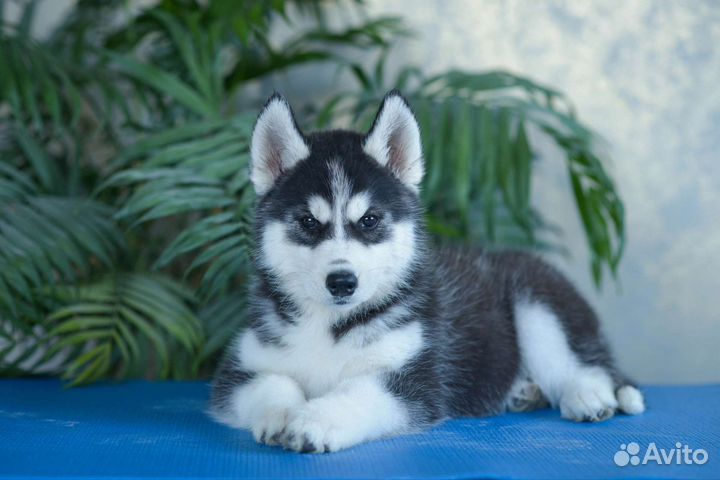 Сибирский хаски