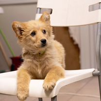 Щенок в добрые руки