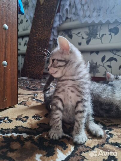 Котенок в дар бесплатно