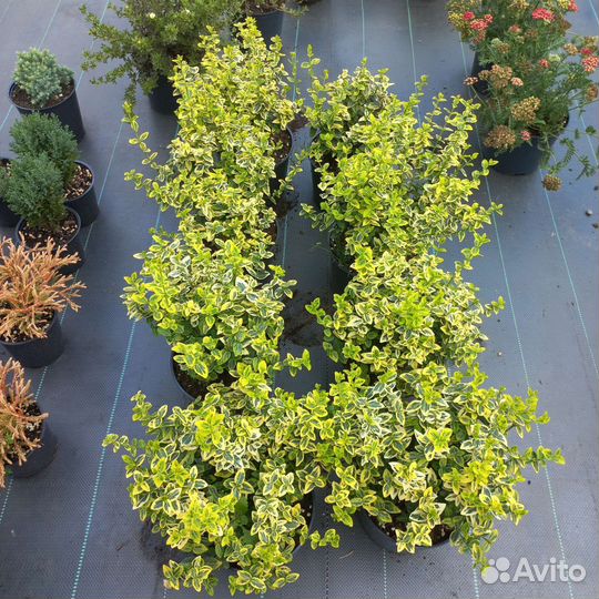 Бересклет Форчуна. Вечнозеленый