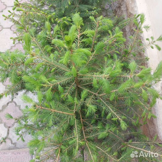 Саженцы ель