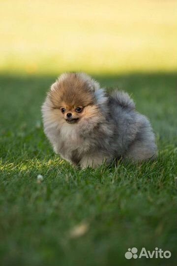 Померанский шпиц мини