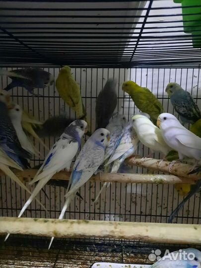 Попугаи волнистые оптом