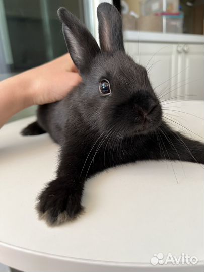 Карликовый кролик