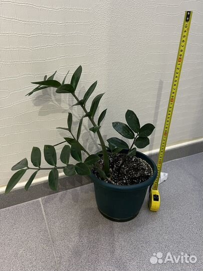 Два Замиокулькаса 30 см и 70 см