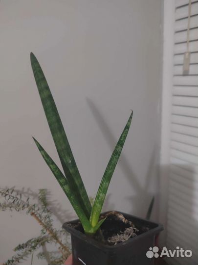 Сансевиерия цилиндрика
