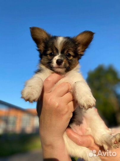 Щенки папийона