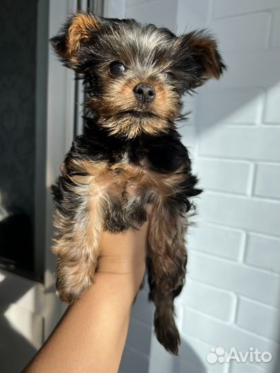 Йоркширский терьер мини щенки бейби фейс
