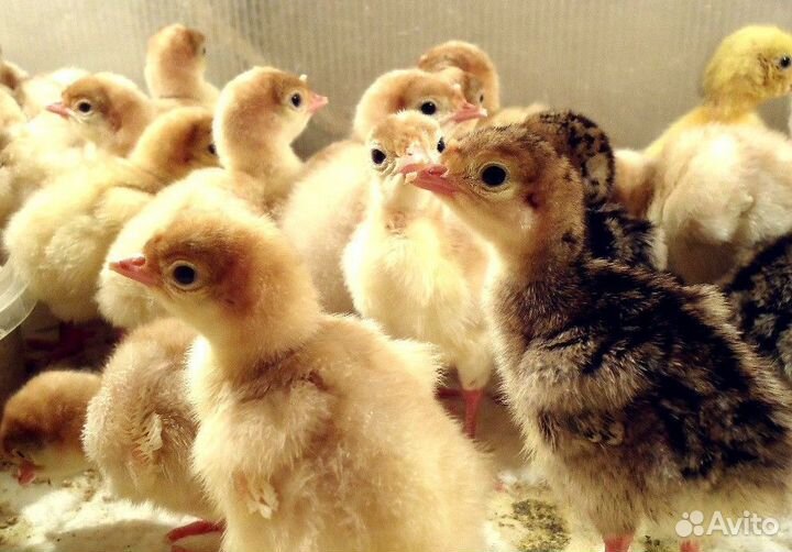 Индюшата две нелели