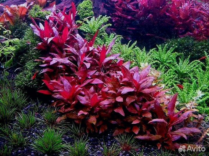 Альтернантера Рейнека мини