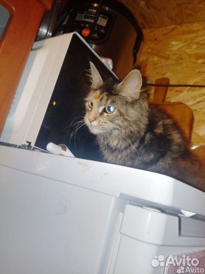 Помесь Мейн-куна в добрые руки