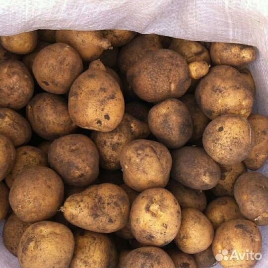 Продам картофель