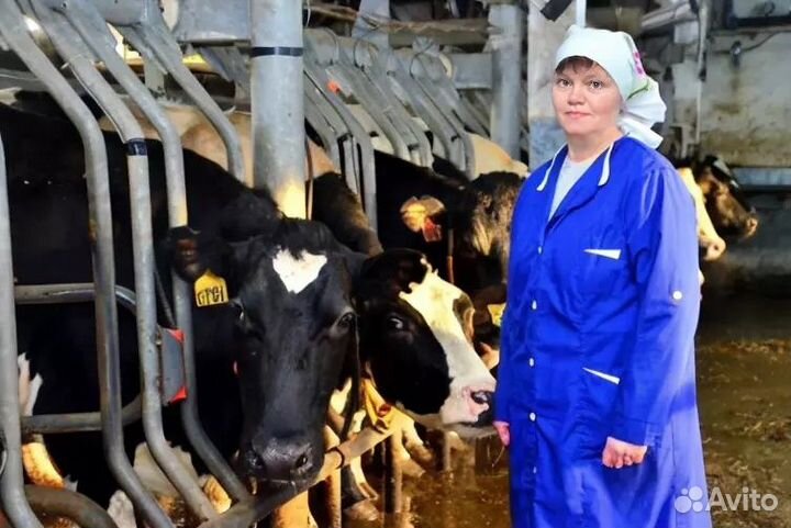 Доярка дояр с проживанием Краснодарский край