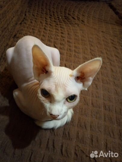 Канадский сфинкс кошка + собака