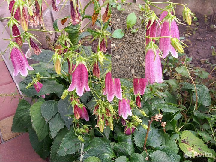 Колокольчик многолетний